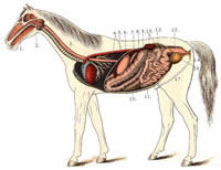 Horse digestive system