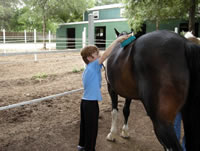 boy grooming a horse